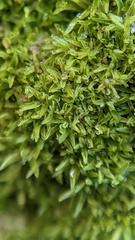 Tortella flavovirens