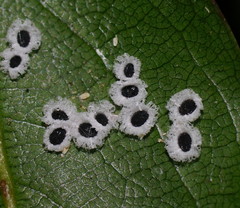 Aleurocanthus ceracroceus