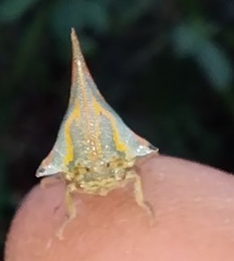 Umbonia crassicornis
