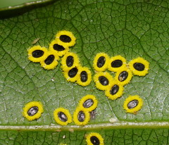 Aleurocanthus ceracroceus