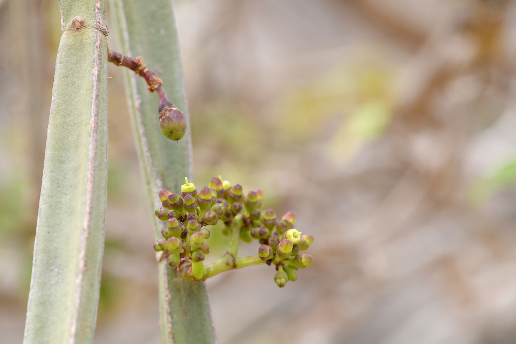 Cissus hamaderohensis Radcl.-Sm.