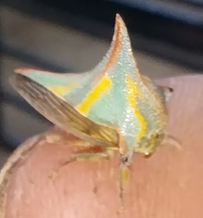 Umbonia crassicornis