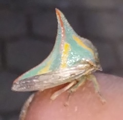Umbonia crassicornis