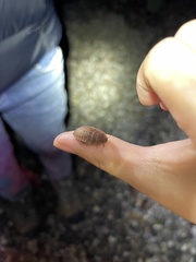 Opisthoplatia orientalis