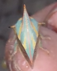 Umbonia crassicornis