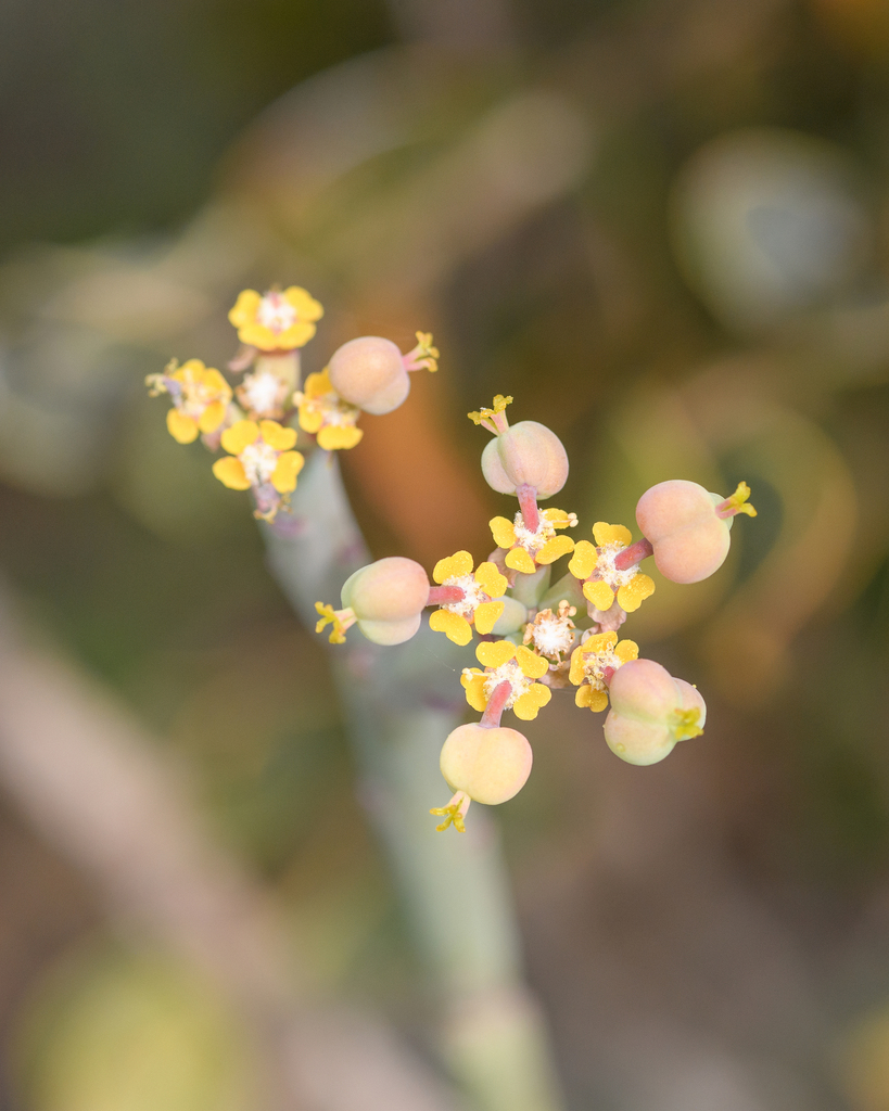 Euphorbia schimperi