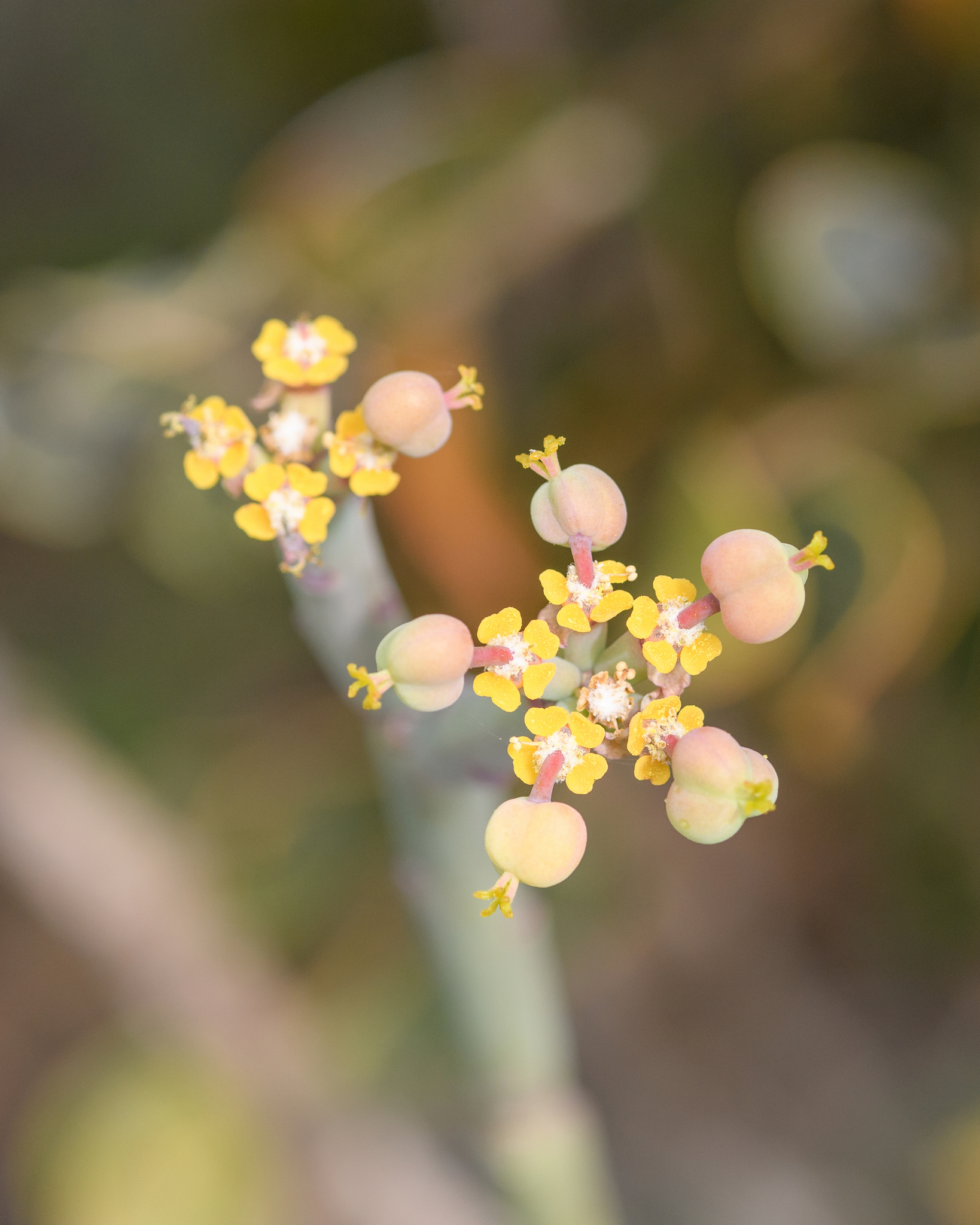 Euphorbia schimperi