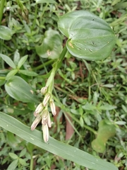 Pontederia vaginalis