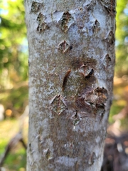 Erannis defoliaria