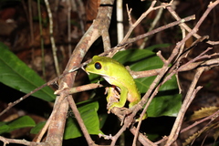 Phyllomedusa tarsius