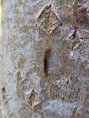 Erannis defoliaria