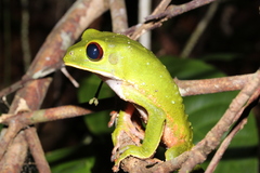 Phyllomedusa tarsius