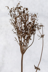 Filipendula ulmaria