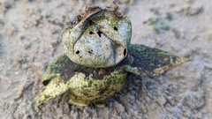 Myriostoma