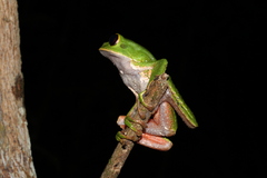 Phyllomedusa tarsius