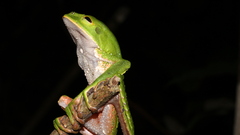 Phyllomedusa tarsius