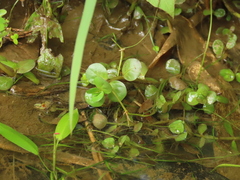 Rotala rotundifolia
