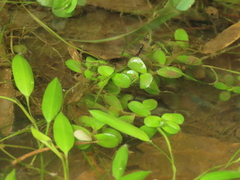 Rotala rotundifolia