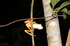 Callimedusa tomopterna