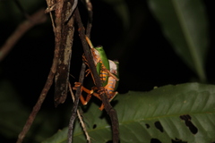 Callimedusa tomopterna