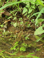 Rotala rotundifolia