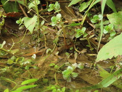 Rotala rotundifolia