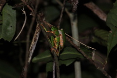 Callimedusa tomopterna