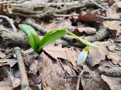 Galanthus woronowii