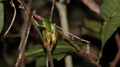 Callimedusa tomopterna