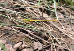 Ceriagrion coromandelianum