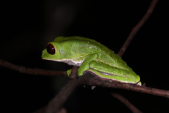 Phyllomedusa tarsius