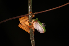 Callimedusa tomopterna
