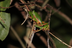 Callimedusa tomopterna