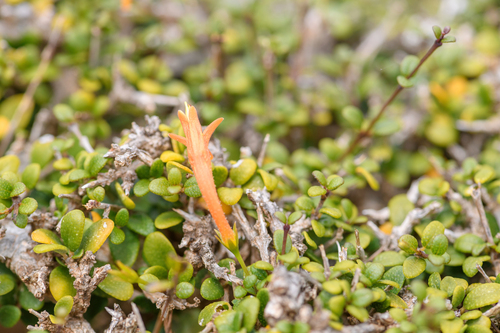 Ballochia rotundifolia image