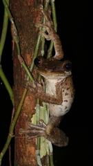 Osteocephalus oophagus