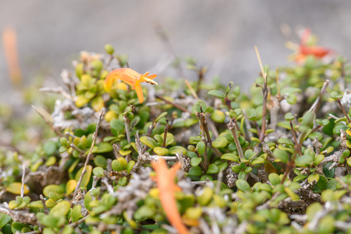 Ballochia rotundifolia image