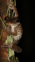 Osteocephalus oophagus