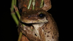 Osteocephalus oophagus