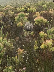 Caerostris sexcuspidata