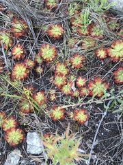 Drosera xerophila