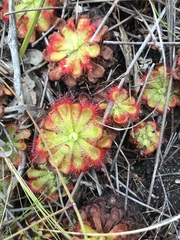 Drosera xerophila