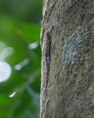 Hemidactylus craspedotus