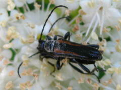 Strangalepta abbreviata