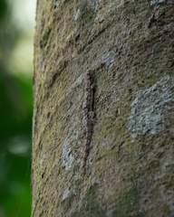 Hemidactylus craspedotus