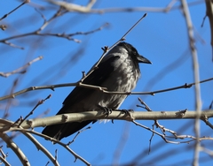 Corvus cornix