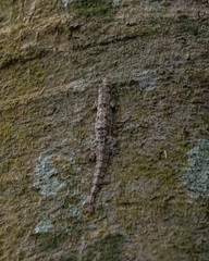 Hemidactylus craspedotus