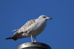 Larus michahellis