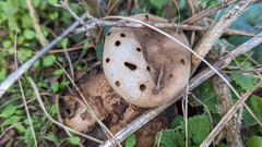 Myriostoma coliforme