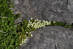 Stackhousia pulvinaris