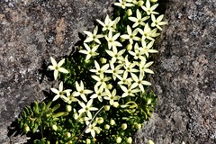 Stackhousia pulvinaris